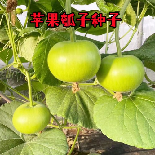正源利农苹果瓠子瓜蔬菜种子