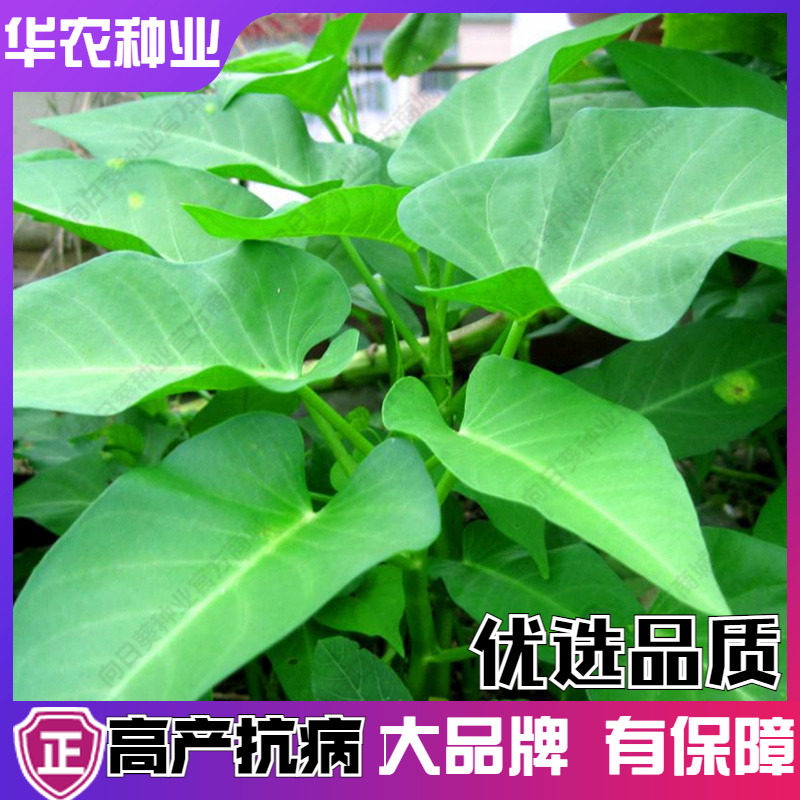 柳叶大叶空心菜孑籽四季种生长快种子阳台盆栽高产量水养栽培蔬菜