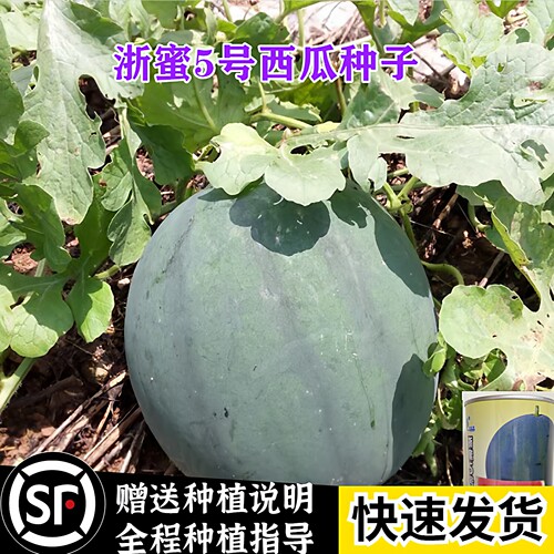 勿忘农中早熟西瓜种子甜脆多汁