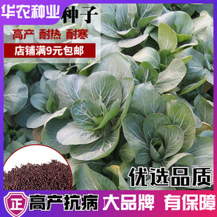 苏北霜冻矮脚青菜种子四季盆栽宽叶青菜黑菜青梗蔬菜种孑矮脚菜籽