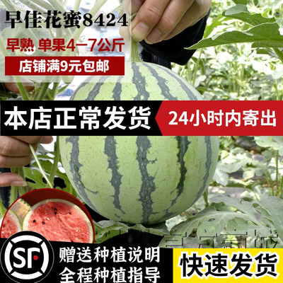 高产早熟阳台南北方水果西瓜种子