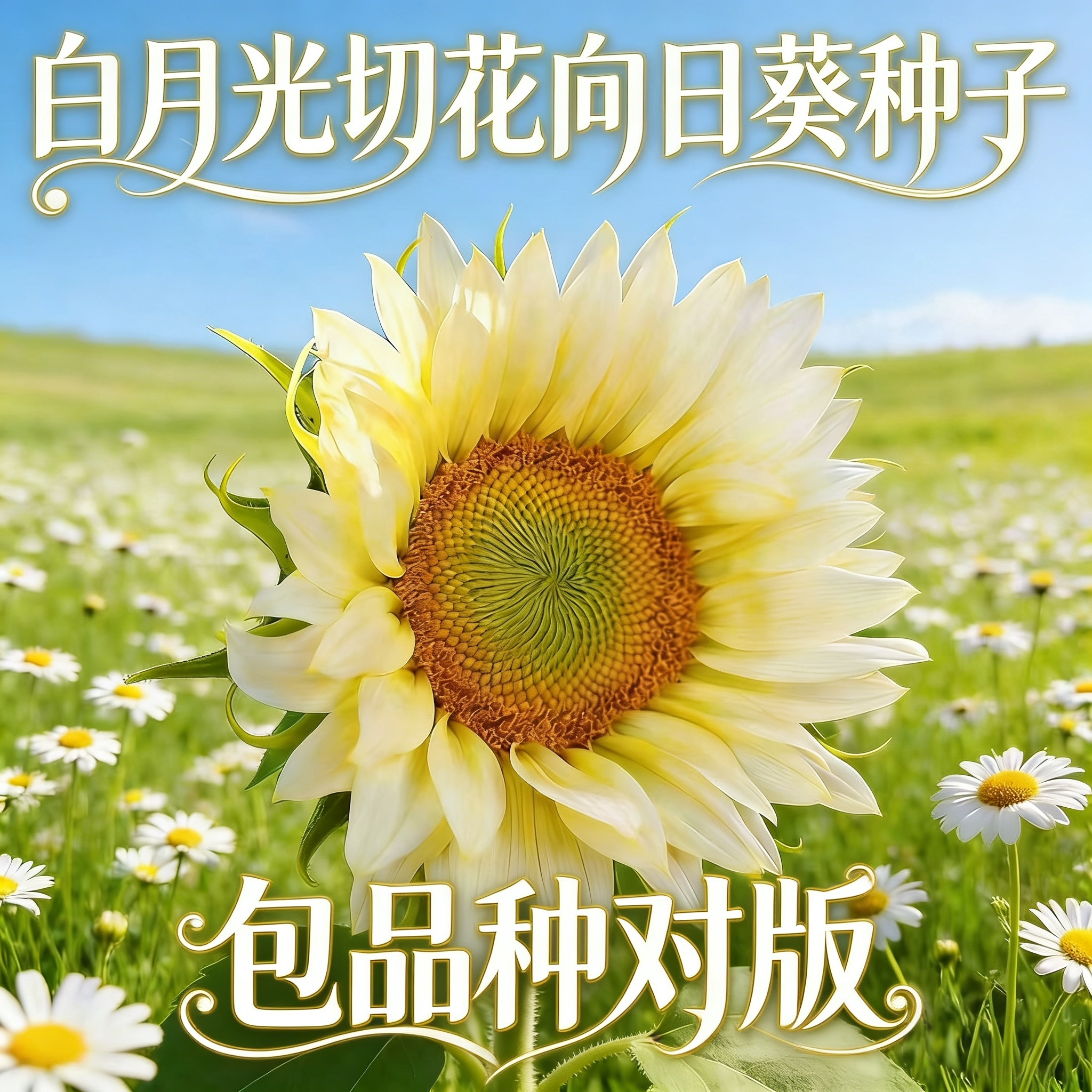 坂田文森特精选2号向日葵种子白月光切花观赏向日葵种籽四季易种