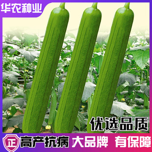 香软杂交丝瓜种子超长多肉爬藤绿皮肉丝瓜种籽孑高产四季春播蔬菜