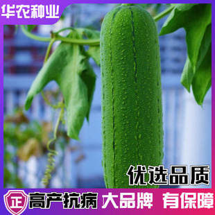 丝瓜种孑籽大肉香嫩棱丝瓜春播蔬菜种子高产庭院四季蛇形丝瓜种籽