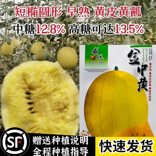 黄壤礼品西瓜种子四季高糖早熟