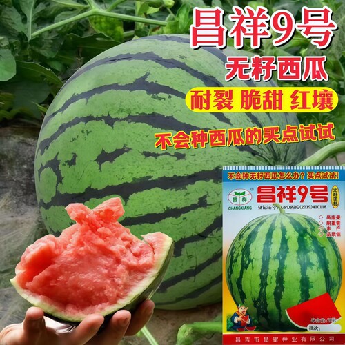 无籽西瓜种子大全薄皮超甜三倍体