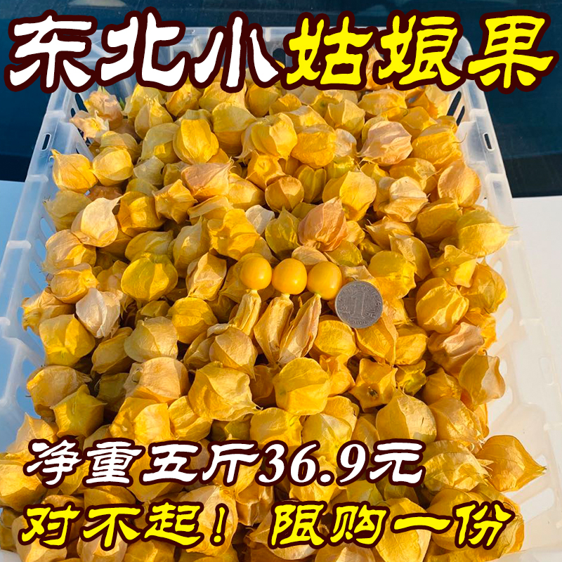 姑娘果 灯笼果 黄菇娘洋菇茑新鲜水果 当季菇鸟现摘现发5斤包邮