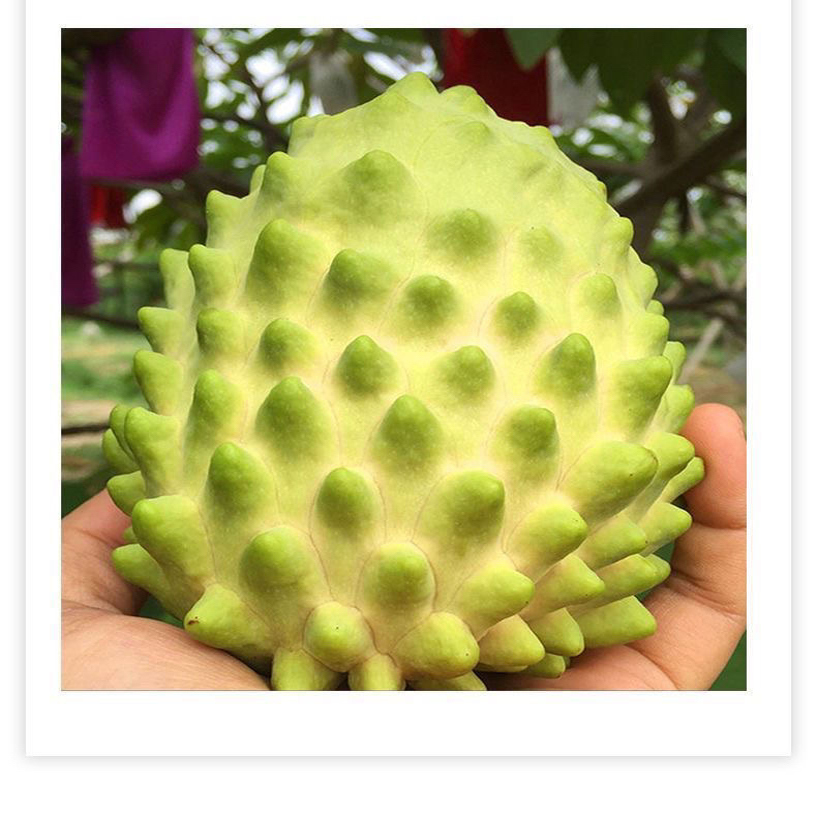 新鲜水果释迦果当季番荔枝果佛头摩尼果