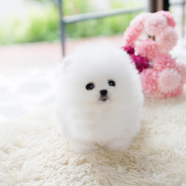 纯种博美犬幼犬活体动物长不大可爱茶杯犬俊介小型犬家养宠物狗狗|msdalam kategori haiwan peliharaan/makanan haiwan dan bekalan, Haiwan peliharaan Life Services, Pet Training - dari Buy2taobao.com untuk memberikan perkhidmatan ejen Taobao profesional membeli