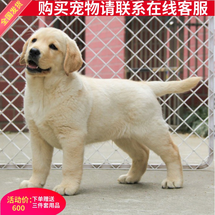 领养纯种拉布拉多犬活体中大型犬短毛黑色导盲犬金毛