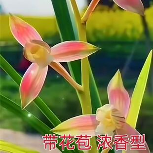 带花苞浓香型盆栽名品细叶寒兰【红霞素】兰花苗室内室外花卉大全