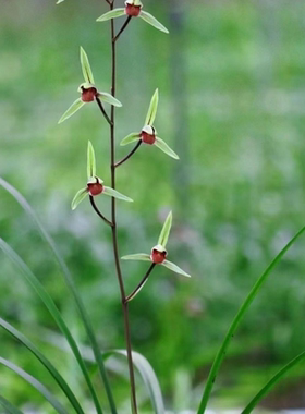 即将上花名品新品网红色花寒兰【醉香妃】兰花苗草本花卉大全兰草