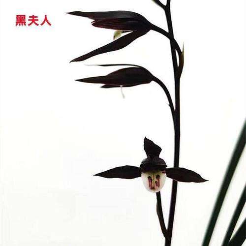 将上新款兰花浓香夫人阳台庭院即