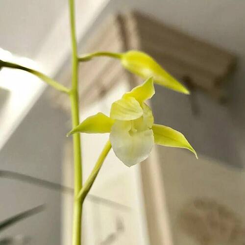 浓香型花苞兰花新品花卉大全办公