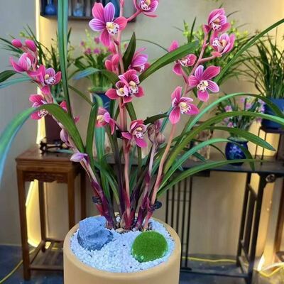 将上新品品种内外花卉大全阳台即