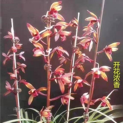 浓香型蕙兰名贵花苗内外高档花卉