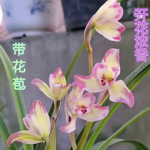 花苞贵州引进名品兰花春兰彩虹带