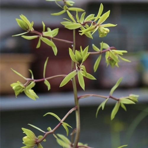 蕙兰黑牡丹当年开花好养盆栽