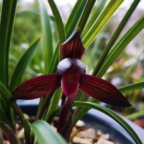 浓香型将上春兰新品红云花卉内外