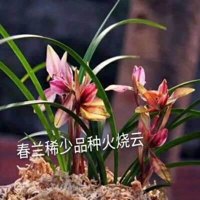 火烧云花苗春兰内外阳台盆栽花卉