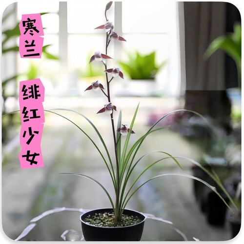 浓香型花苞花苗内外绯红少女盆栽
