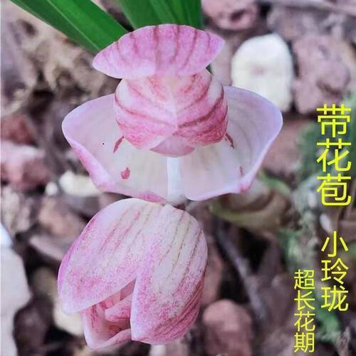 花苞花苗春兰玲珑新品阳台盆栽带