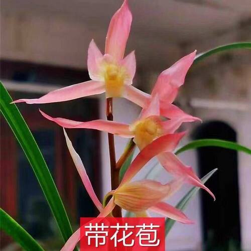 蜻蜓点水花苞自然名品花苗盆景带