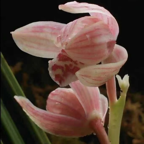 兰花苗送春新品盆栽【粉仙子】漂亮秋芝室内外绿植花卉