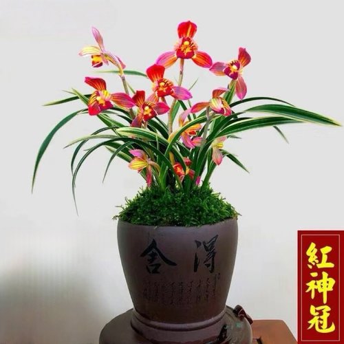 红神冠金边兰花苗好养净化空气