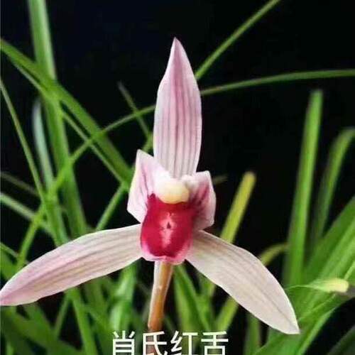 浓香型办公室花苞开花兰花云南带