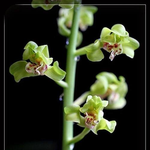 带花苞兰花苗蕙兰新品【老朵云】花卉大全室内外绿植开花浓香型 - 封面