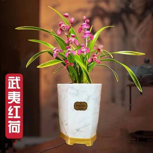 浓香型金边水培建兰武夷花苗内外