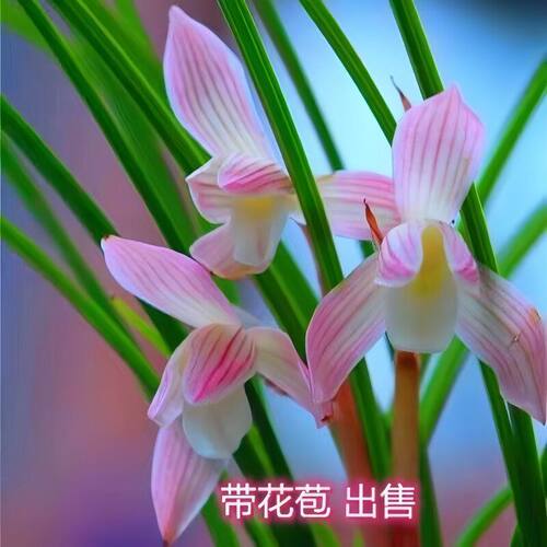 浓香型花苞花苗新品兰花开花内外