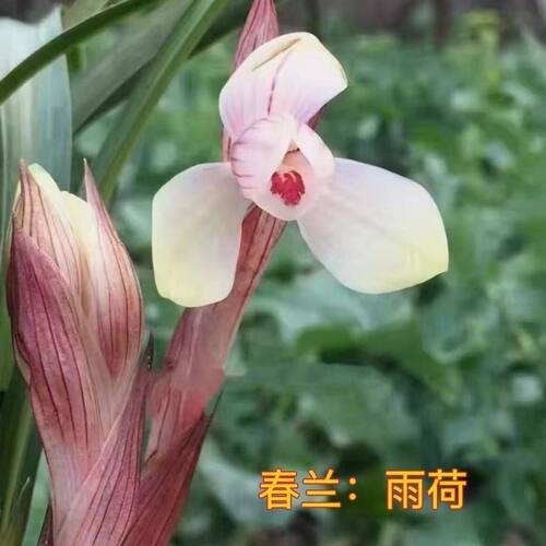 花苞花苗春兰内外阳台盆栽花卉带