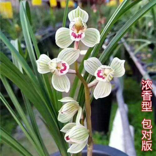 浓香型花苞名贵兰花新品高出浏阳