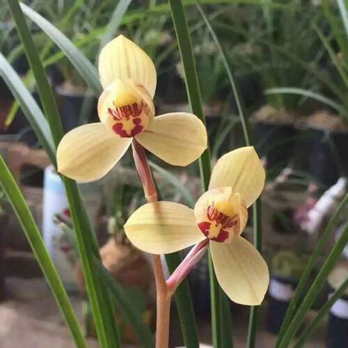 浓香型花苞新品花卉春兰龙袍名贵