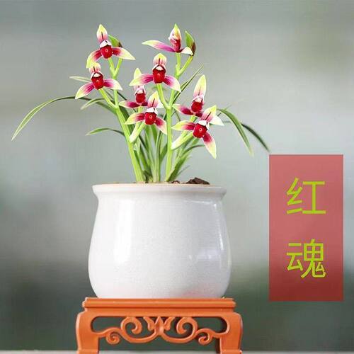 建兰盆栽金边矮种兰花苗【红魂】室内外花卉阳台庭院绿植物