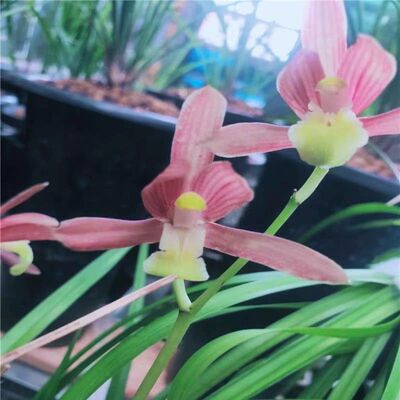 花苗彩虹漂亮内外开花浓香花卉兰