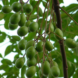 生苦楝子2025新鲜采摘楝树果苦练枣子楝实子苦心子苦楝子核中药材