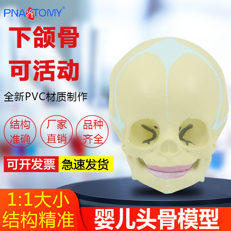 小宝宝头颅骨模型无牙婴幼儿小头骨仿真30周胎儿骷髅头骨教学