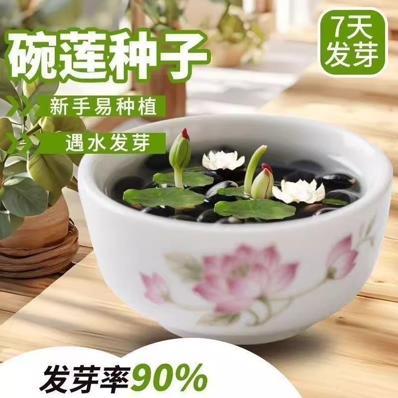 七彩碗莲水培植物荷花盆栽已开口泗季开花阳台庭院睡莲泗季绿植