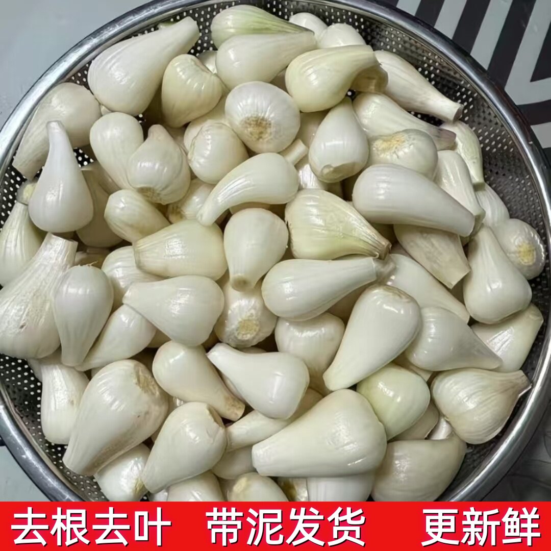 荞头新鲜藠头农家自种茭头当季现挖生叫头教头乔头可腌制糖醋茭头