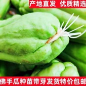 带芽云南佛手瓜种苗新鲜高原蔬菜龙须菜洋丝瓜捧瓜丰收瓜窝瓜寿瓜