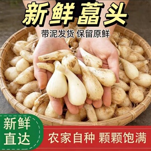 新鲜葱头现挖荞头蔬菜茭头农家自种叫头可腌制泡菜藠头脆嫩大教头