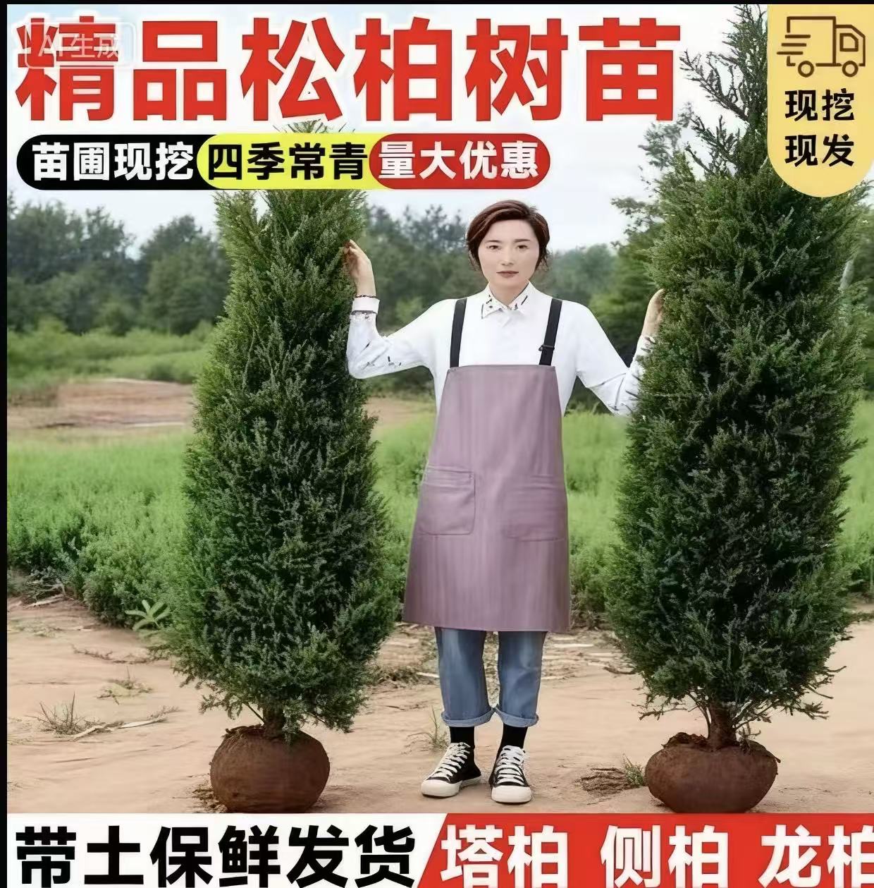 塔柏树苗松树苗侧柏树苗宝塔松柏树苗松柏树苗侧柏树苗四季常青树