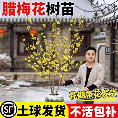 素心腊梅花树苗盆栽丛生地栽庭院风景树观赏矮化老桩原生腊梅盆栽