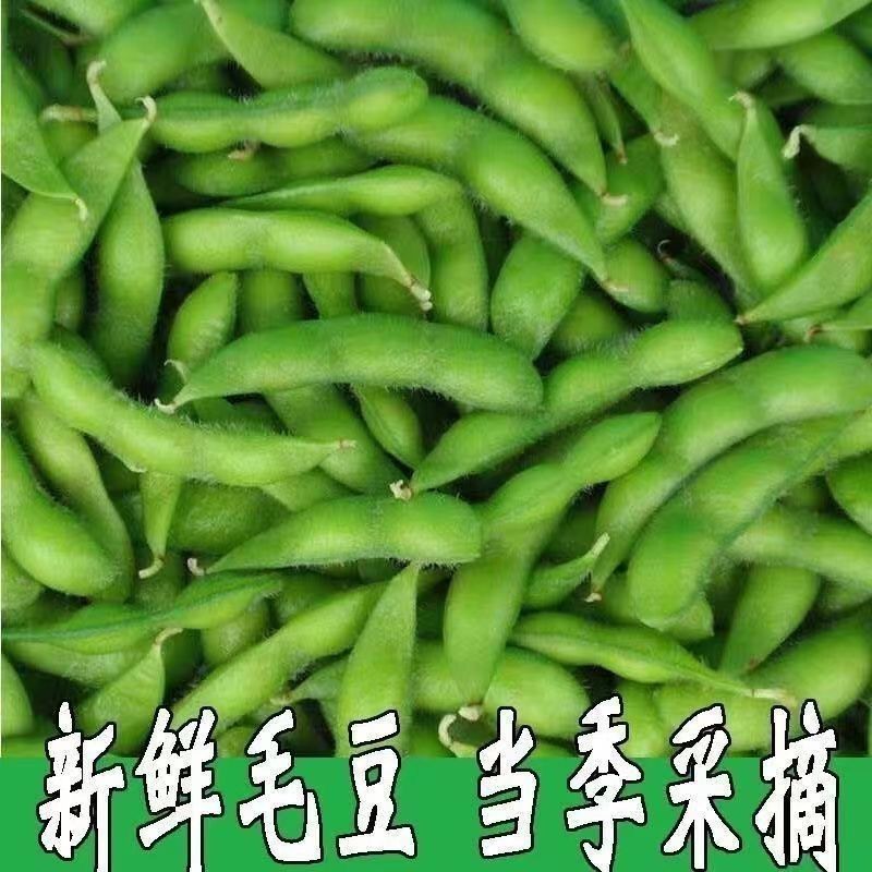 毛豆新鲜带壳青豆子毛豆农家自种鲜嫩大青豆现摘现发当季时令蔬菜