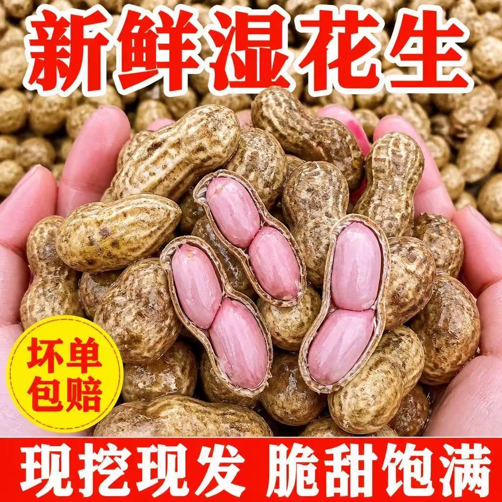 山东2026年新鲜花生带壳湿鲁花生种子农家自种生吃生带壳新鲜现挖