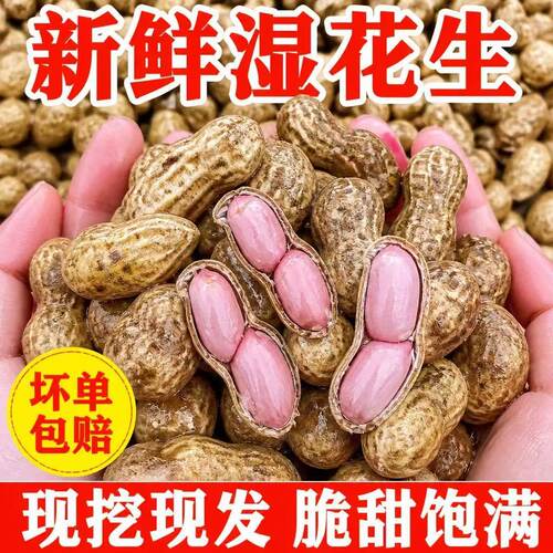 山东2026年新鲜花生带壳湿鲁花生种子农家自种生吃生带壳新鲜现挖