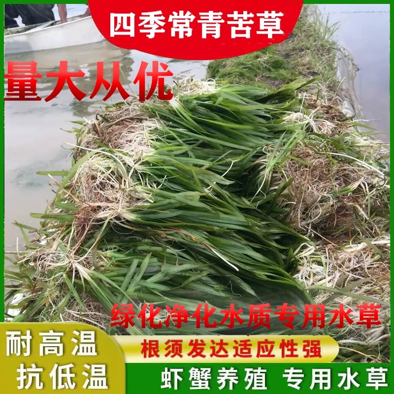 四季常青矮生苦草河道净化水质